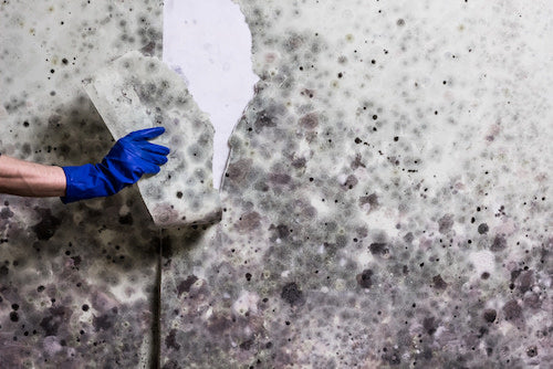 How To Get Rid Of Mold At Home